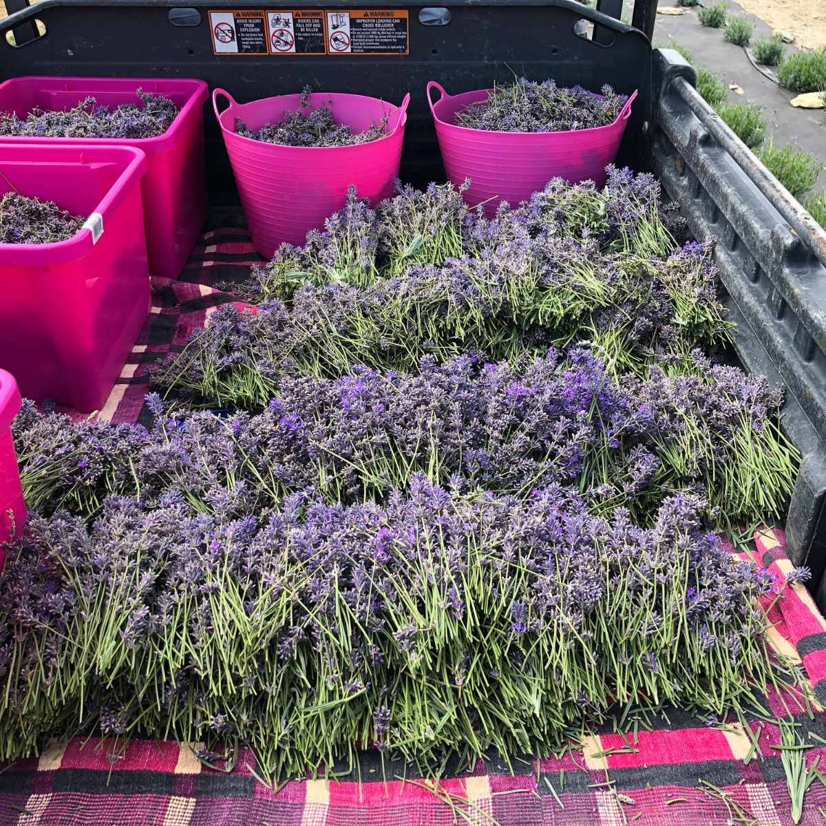 SuziQ's Garden Hydrosol Spray - Lavender Water