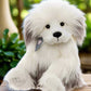 Charlie Bear Plush Collection | Charlie Bear Old Faithful JUST ARRIVED IN STORE