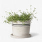 Lisbon Herb Pot Medium